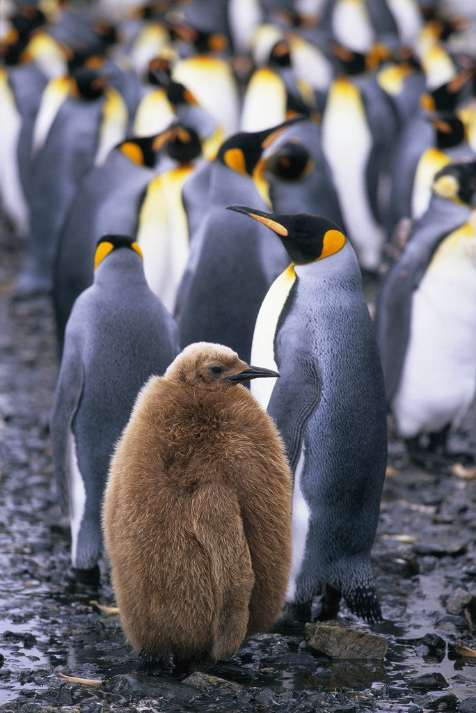 Detail of King Penguin Chick Standing with Adults by Anonymous
