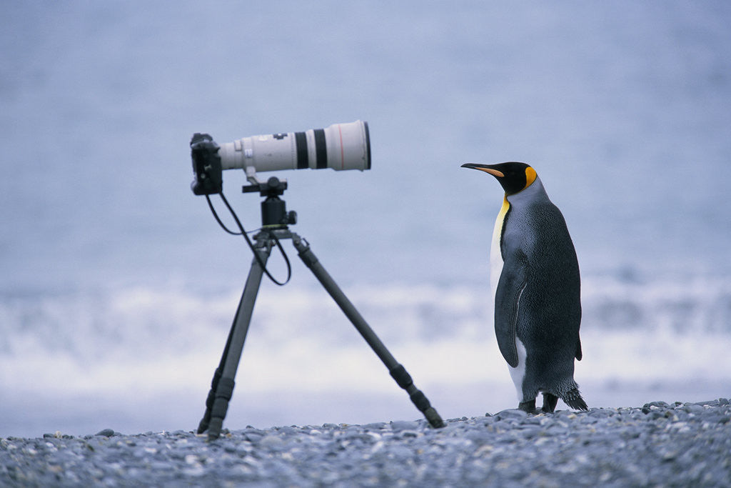 Detail of A Curious King Penguin by Anonymous