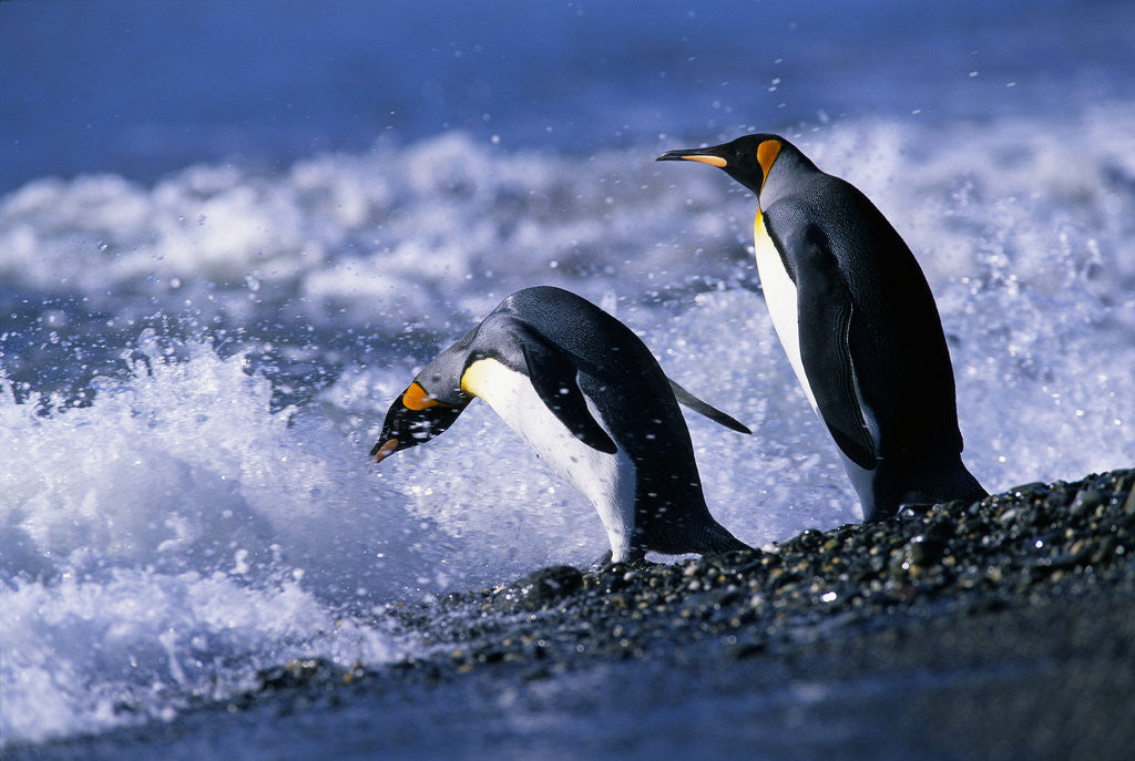 Detail of King Penguins Entering Water by Anonymous