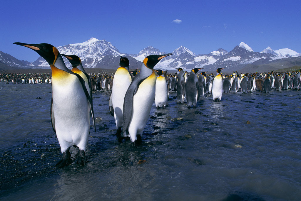 Detail of Colony of King Penguins by Corbis