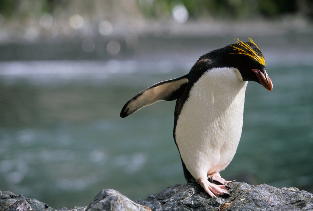 Detail of Macaroni Penguin Perching on Rock by Anonymous