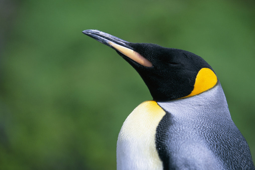 Detail of King Penguin Profile by Anonymous