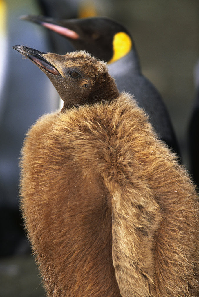 Detail of King Penguin Chick by Corbis