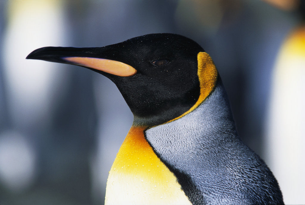 Detail of King Penguin by Anonymous