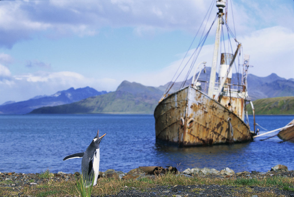 Detail of Gentoo Penguin Calling near Abandoned Whaling Ship by Corbis