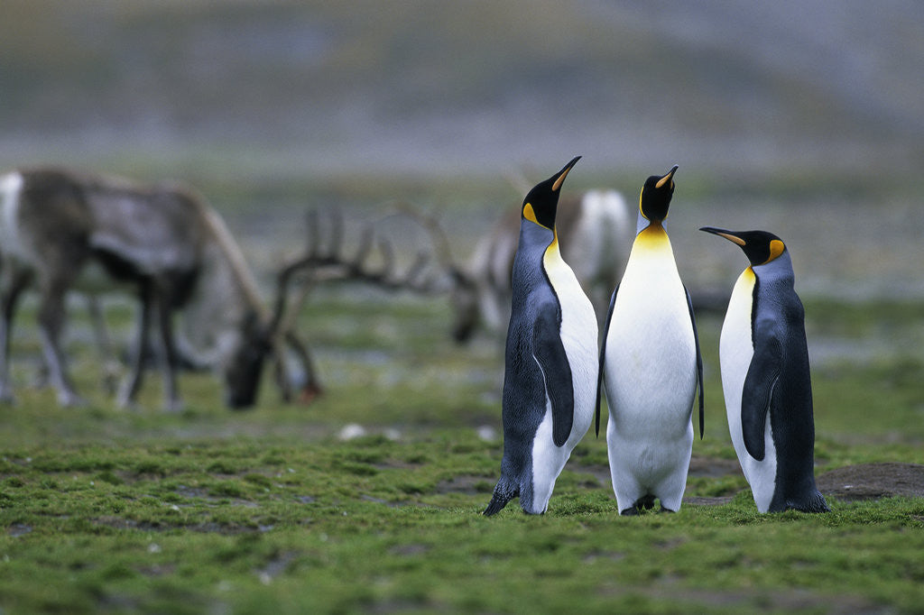 Detail of Caribou Grazing behind King Penguins by Anonymous
