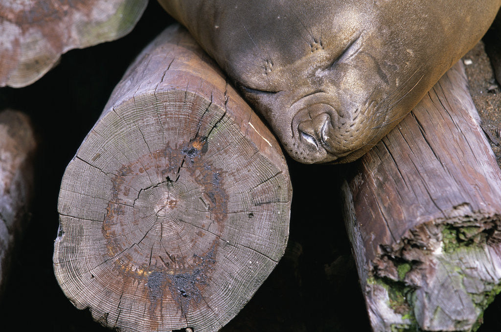 Detail of Elephant Seal Sleeping on Log Pile by Anonymous