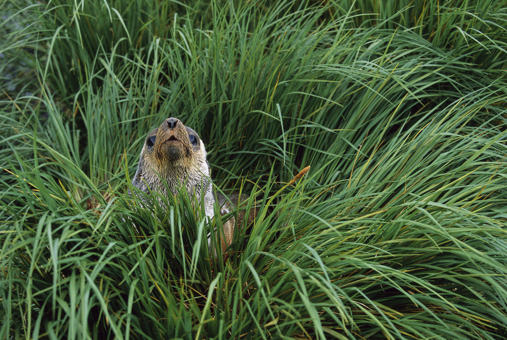 Detail of Antarctic Fur Seal Sitting in Tussock Grass by Anonymous