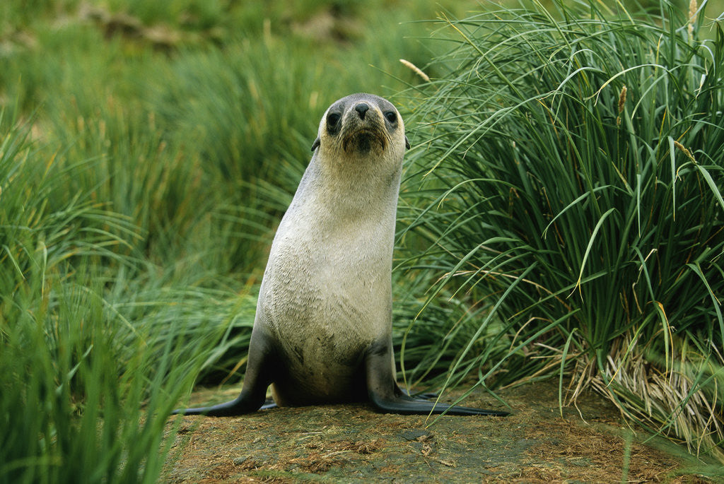 Detail of Antarctic Fur Seal Standing by Tussock Grass by Anonymous