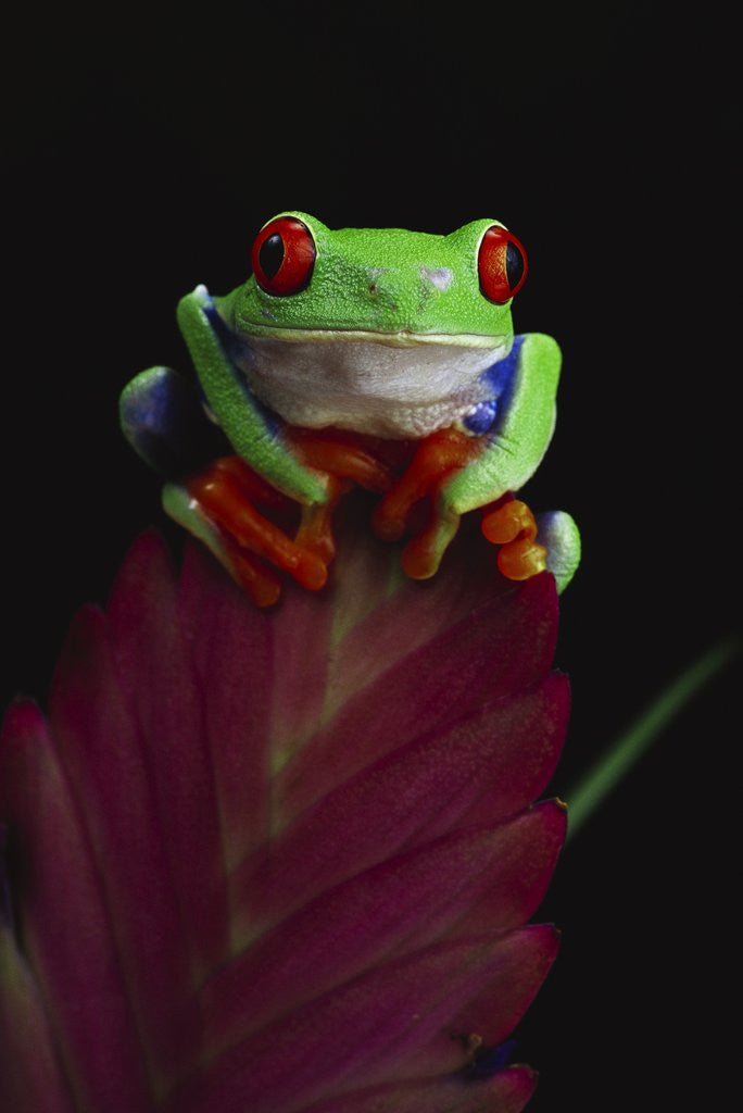 Detail of Red-Eyed Tree Frog Perched on Plant by Corbis