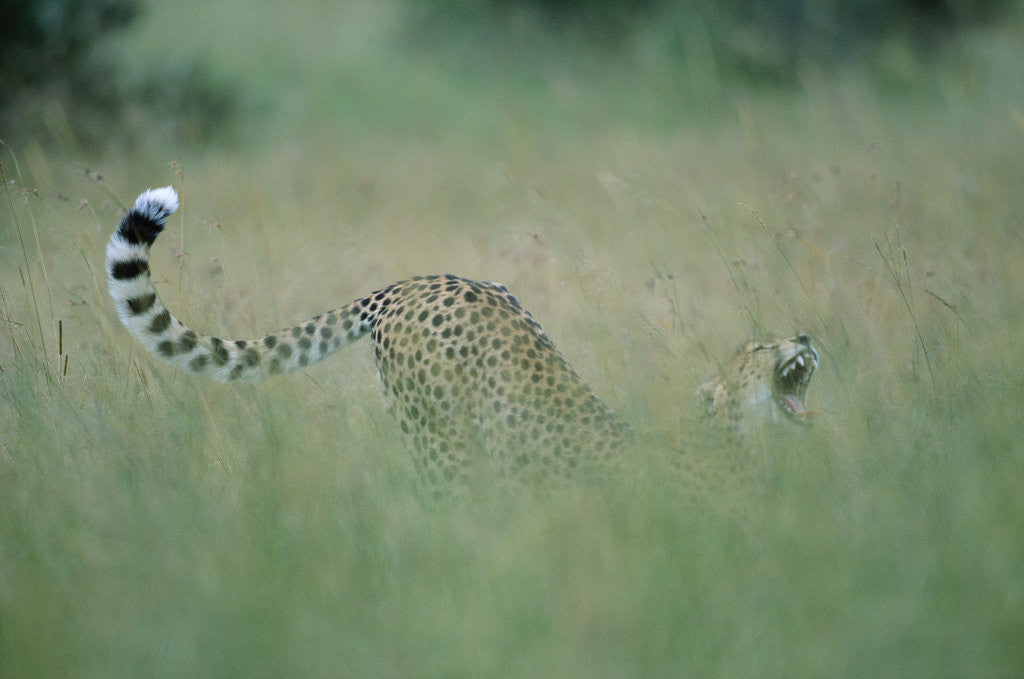 Detail of Cheetah Stretching in Tall Grass by Anonymous
