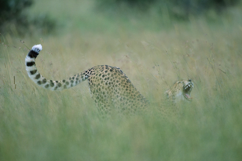 Detail of Cheetah Stretching in Tall Grass by Corbis
