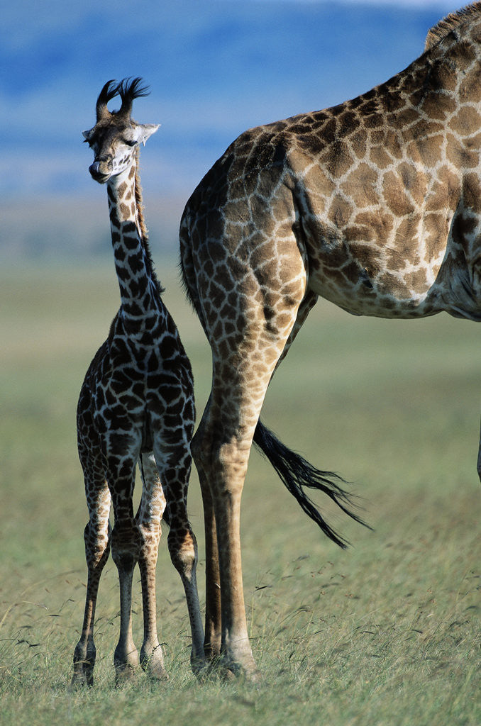 Detail of Giraffe and Calf by Corbis
