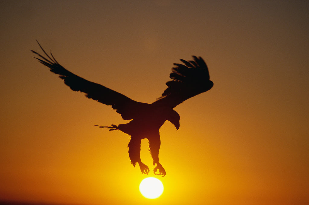 Detail of Bald Eagle Flying at Sunrise by Anonymous