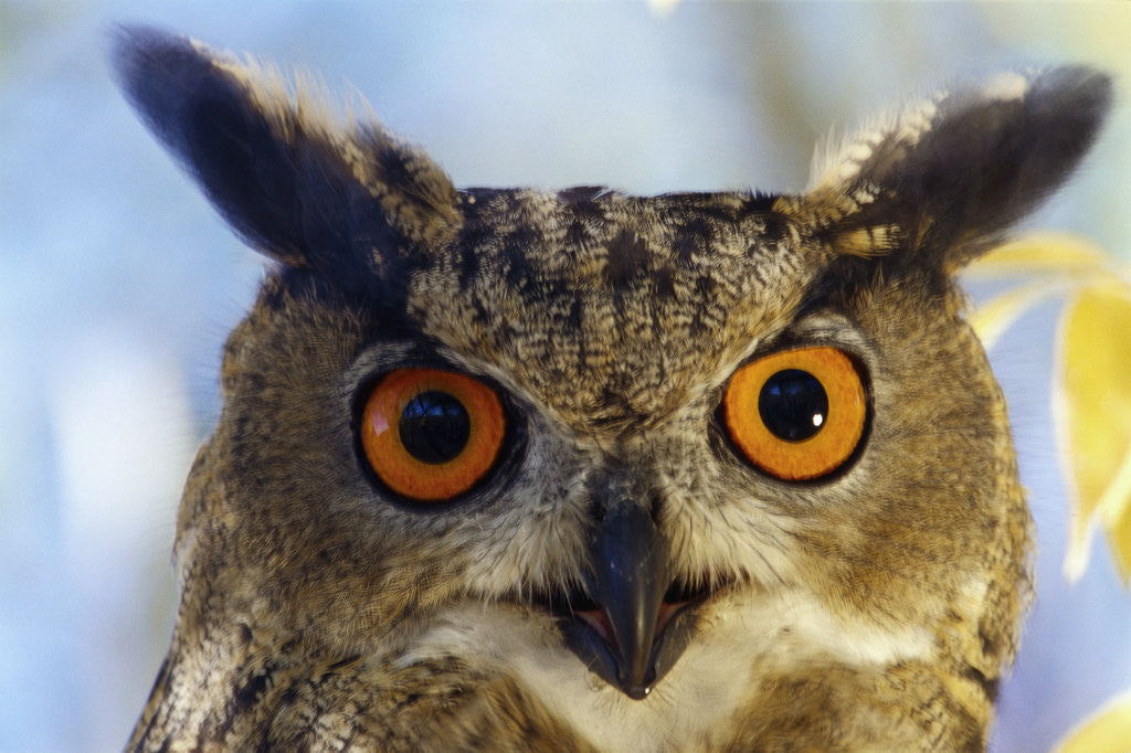 Detail of Eurasian Eagle Owl by Anonymous