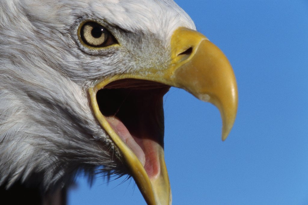 Detail of Bald Eagle Calling by Corbis