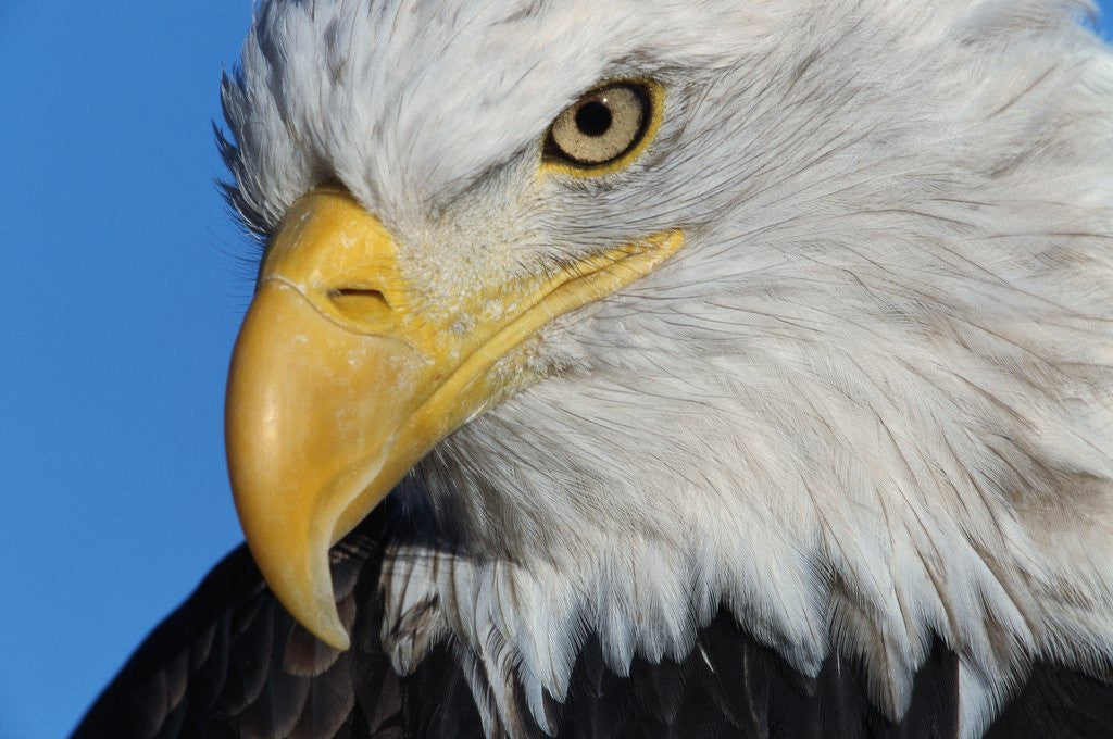 Detail of Bald Eagle by Anonymous