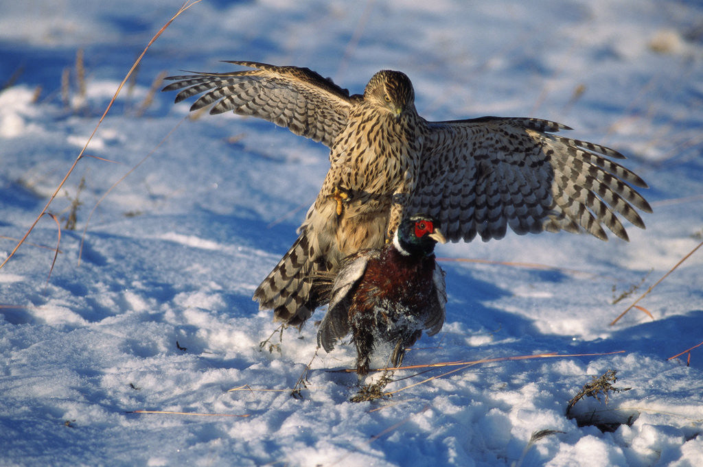 Detail of Male Goshawk Catching a Pheasant by Anonymous