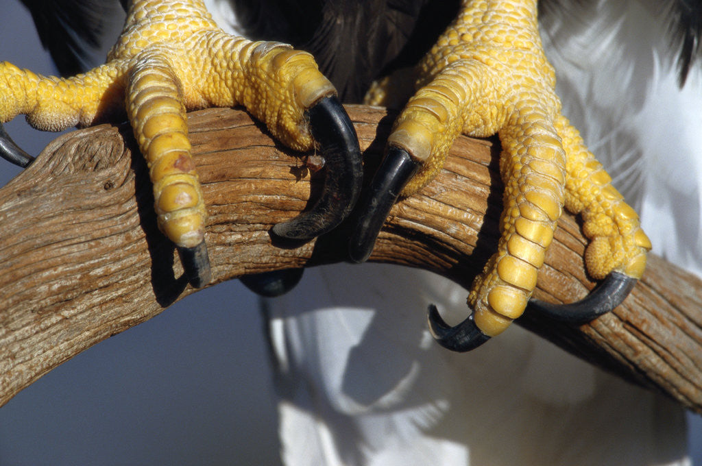 Detail of Talons of a Bald Eagle by Anonymous