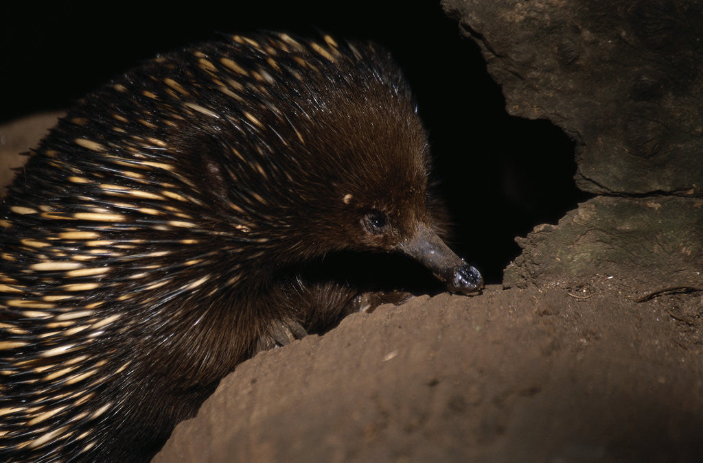 Detail of Echidna by Anonymous