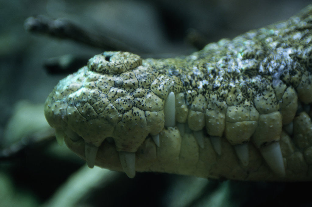 Detail of Saltwater Crocodile Snout by Corbis