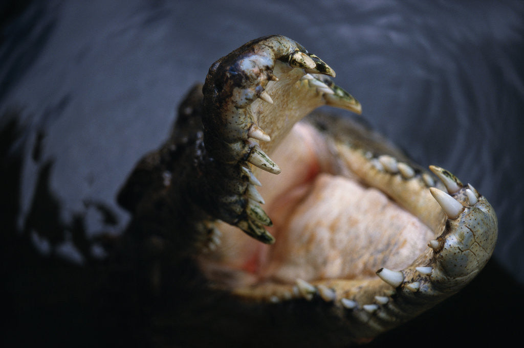 Detail of Attacking Saltwater Crocodile by Anonymous