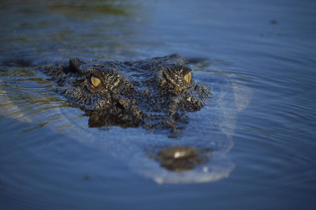 Detail of Saltwater Crocodile at Water's Surface by Anonymous