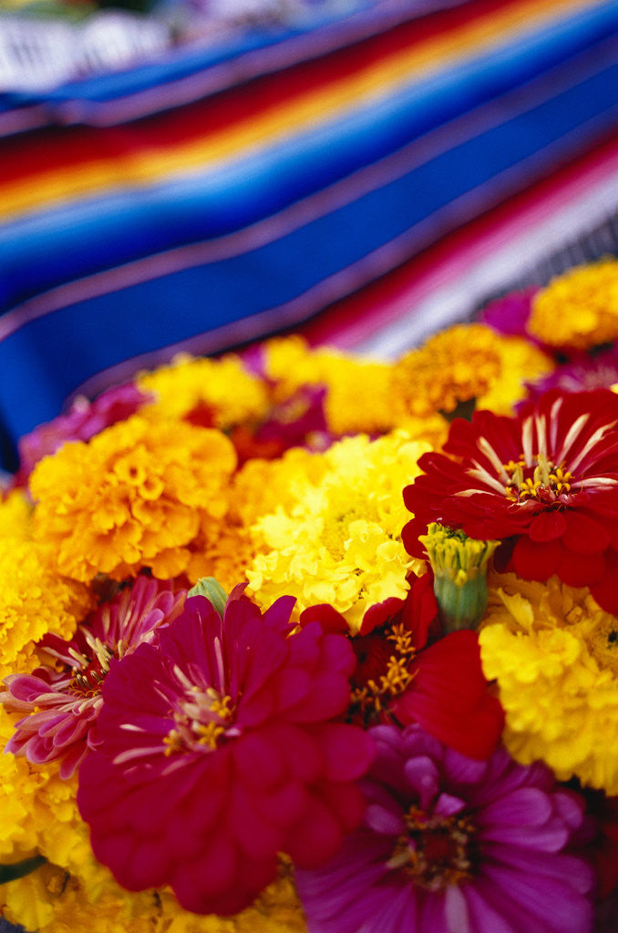 Detail of Blooming Flowers at a Farmers Market by Anonymous