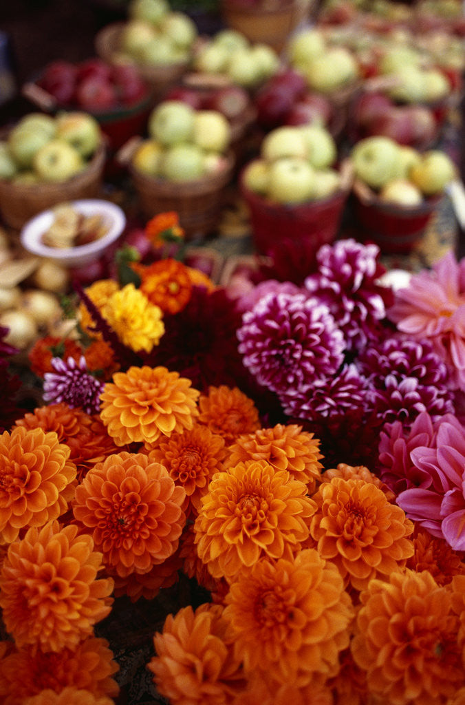 Detail of Blooming Flowers at a Farmers Market by Anonymous