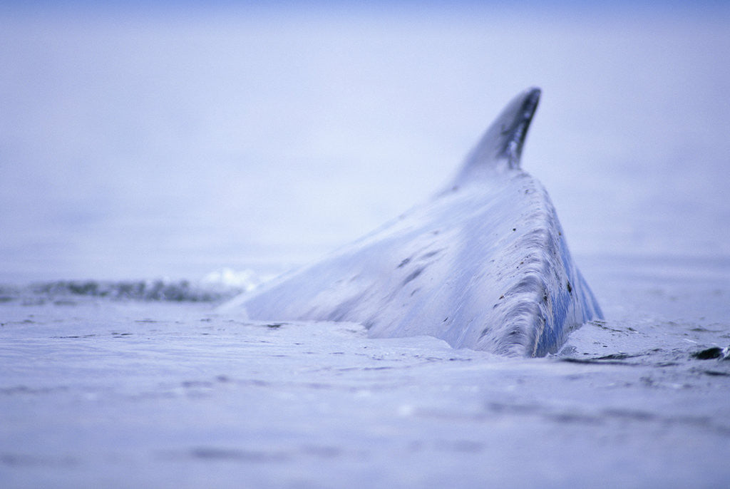 Detail of Dorsal Fin of Humpback Whale in Frederick Sound by Anonymous