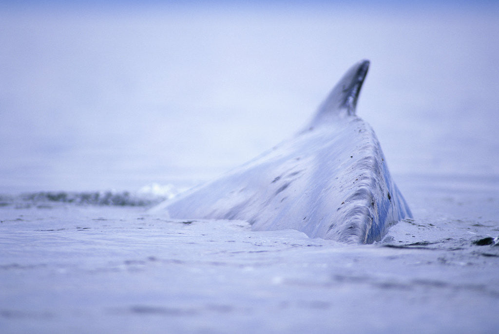 Detail of Dorsal Fin of Humpback Whale in Frederick Sound by Corbis