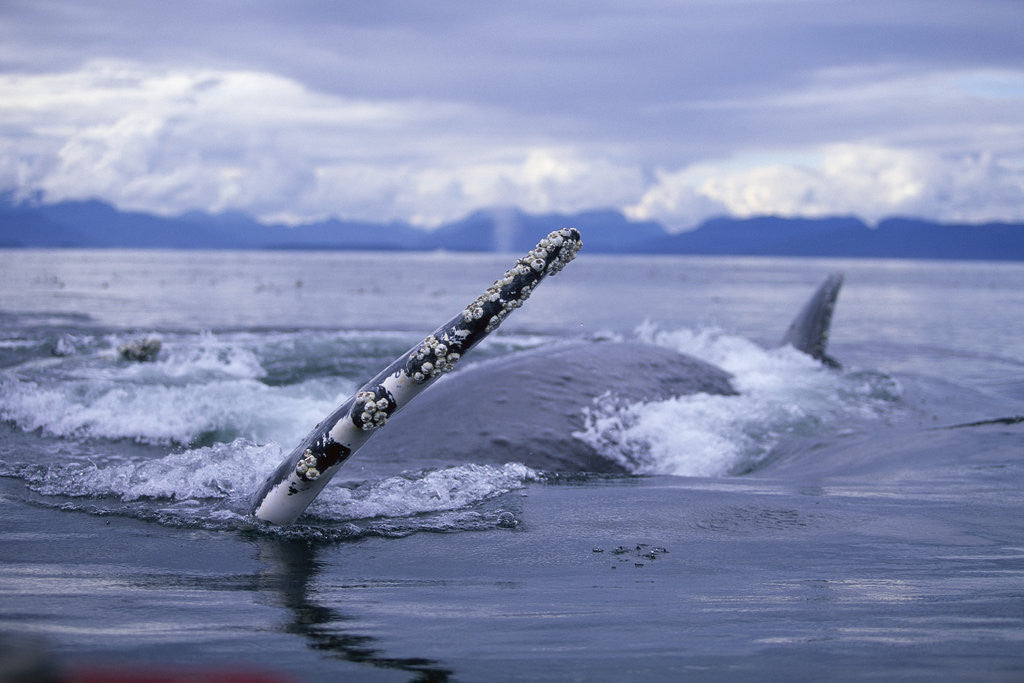 Detail of Humpback Whale Raising Pectoral Fin in Frederick Sound by Anonymous