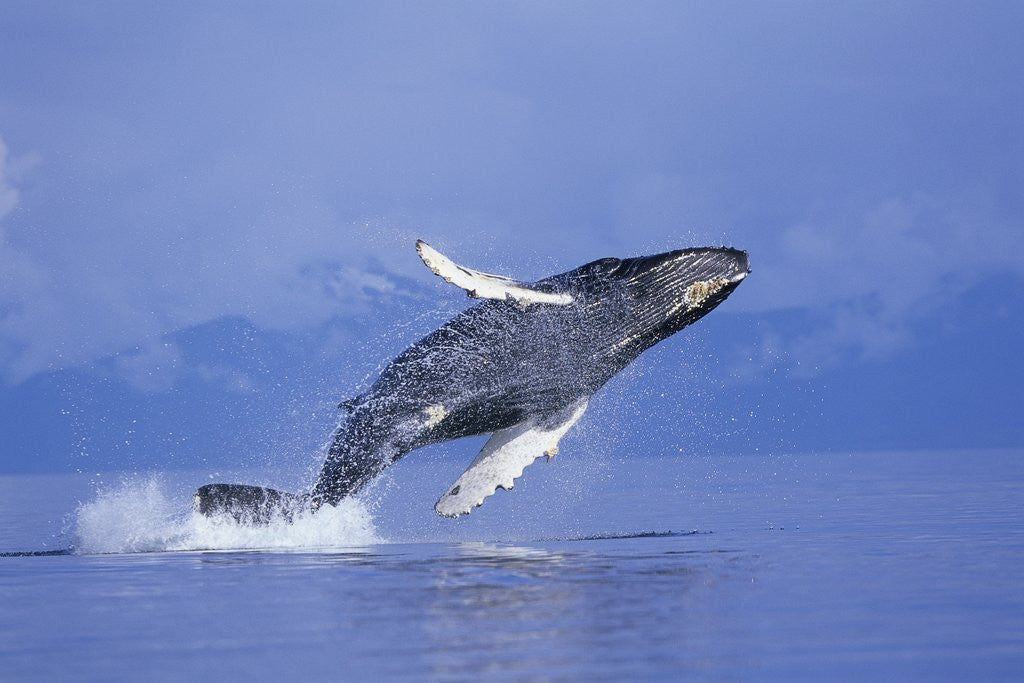 Detail of Young Humpback Whale Breaching in Frederick Sound by Corbis