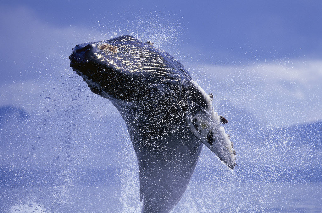 Detail of Young Humpback Whale Breaching in Frederick Sound by Anonymous