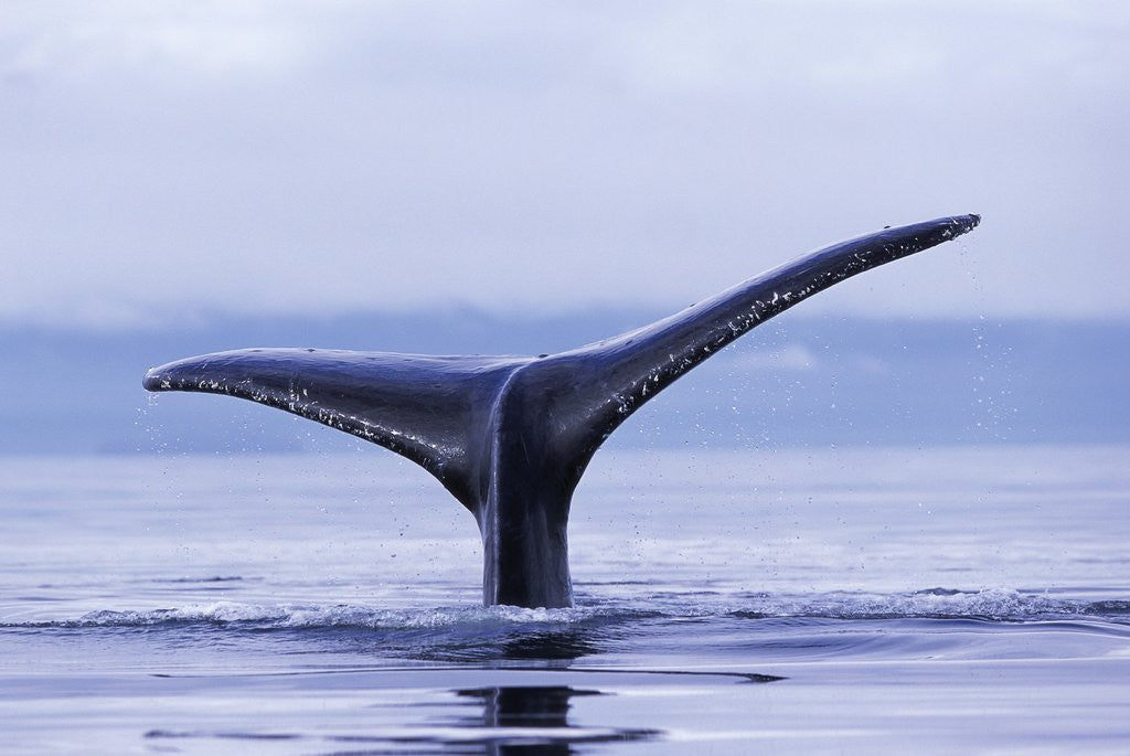 Detail of Tail Fin of Humpback Whale Sounding in Frederick Sound by Anonymous