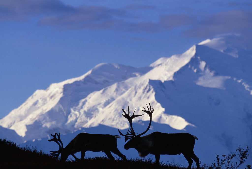 Detail of Caribou Grazing Near Wonder Lake Below Mt. McKinley by Anonymous