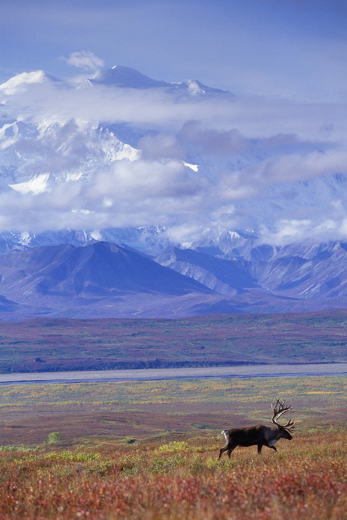 Detail of Caribou on Tundra Below Mt. McKinley by Anonymous