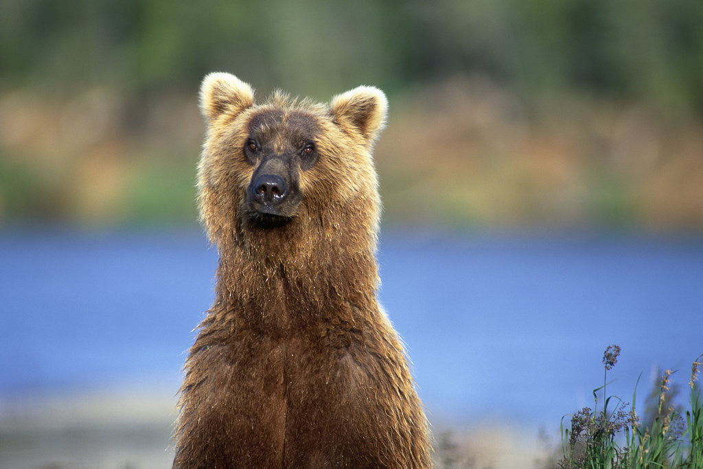 Detail of Brown Bear Standing Erect in Katmai National Park by Anonymous