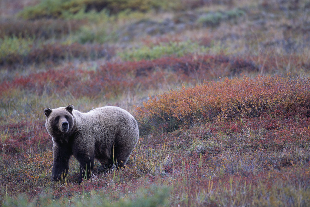Detail of Grizzly Bear on Tundra Near Thorofare Pass by Corbis