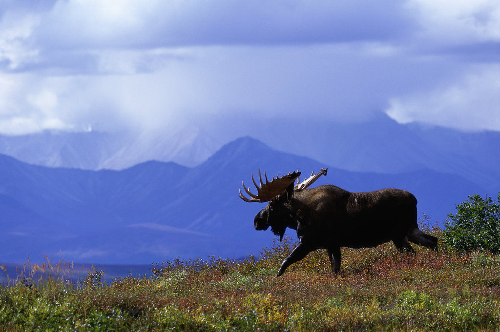 Detail of Moose on Tundra Near McKinley River in Alaska by Anonymous