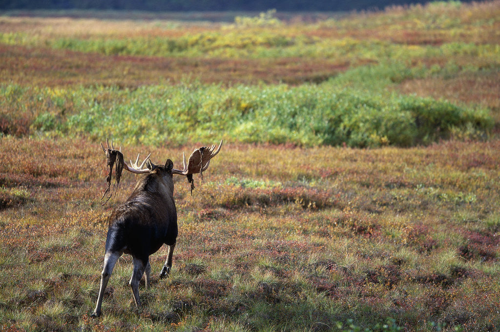 Detail of Moose on Tundra Near McKinley River in Alaska by Anonymous