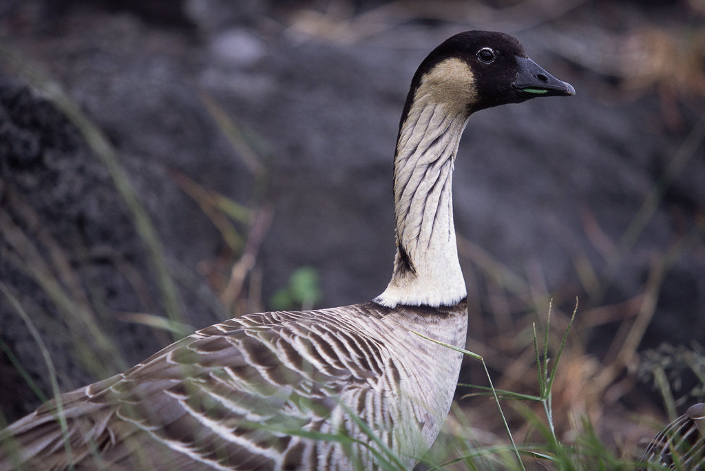 Detail of Nene on Hawaii Island Coast by Anonymous