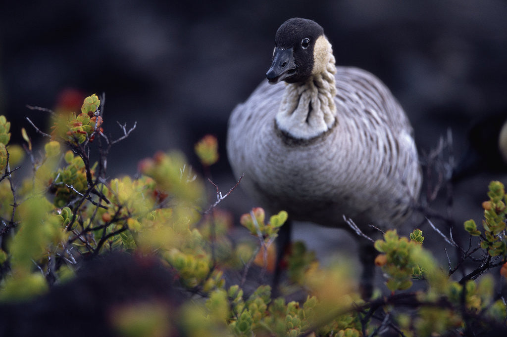 Detail of Nene on Hawaii Island Coast by Anonymous