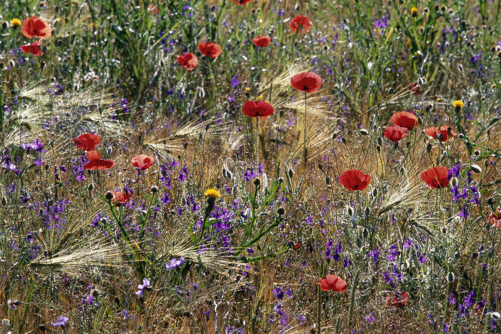 Detail of Red Poppies and Wildflowers by Corbis