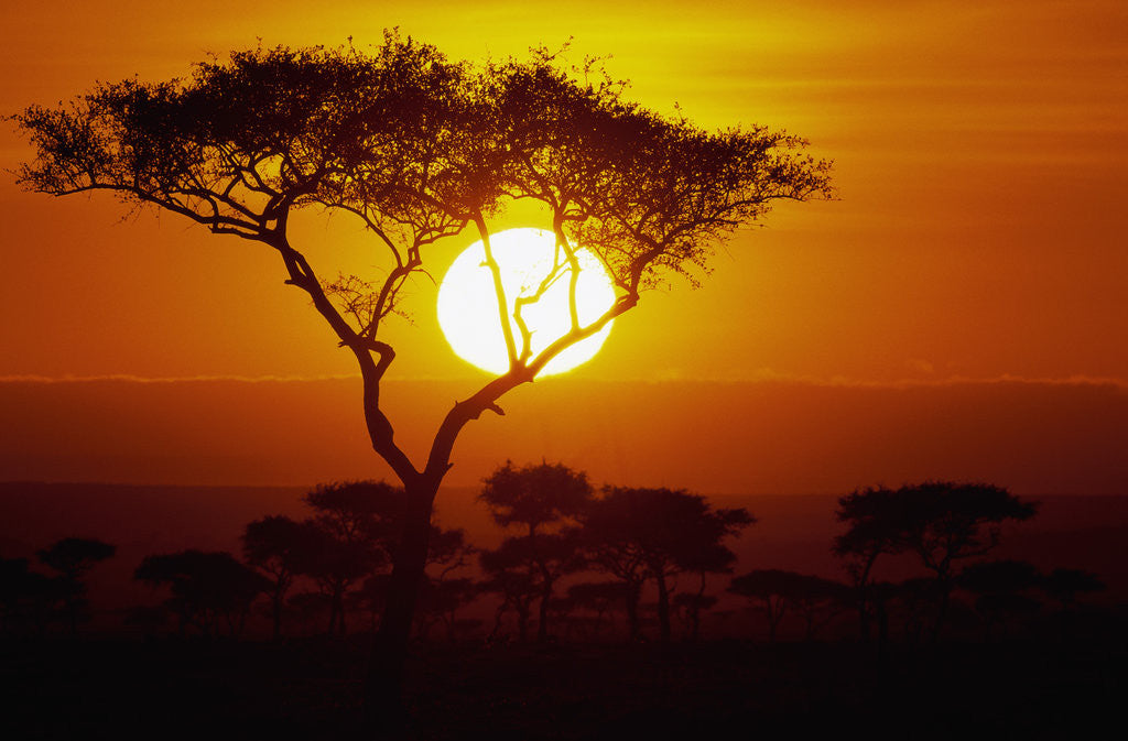 Detail of Sunrise on Masai Mara National Reserve by Anonymous