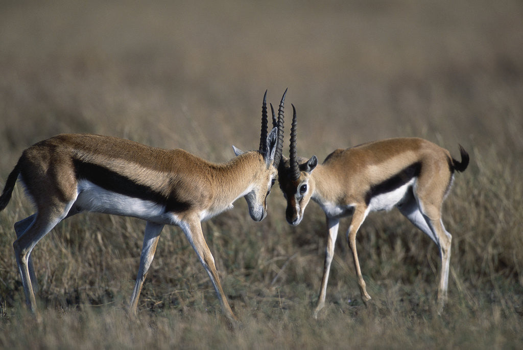 Detail of Thomson's Gazelles Sparring by Anonymous