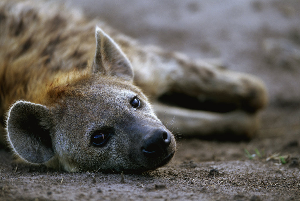 Detail of Spotted Hyena by Anonymous