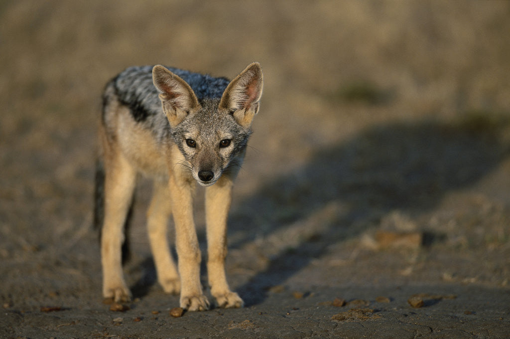 Detail of Jackal Pup by Anonymous