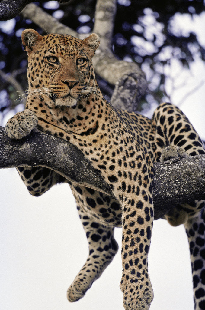 Detail of Leopard Lying in Tree by Anonymous