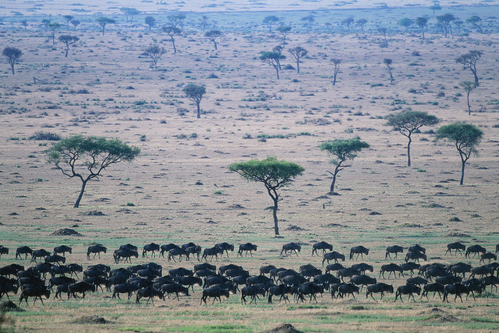 Detail of Wildebeest in Masai Mara National Reserve by Anonymous